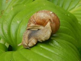 Snail crawling the green grass in garden photo