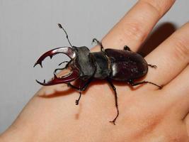 Large beetle stag beetle insects