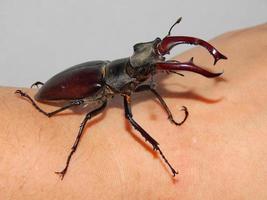 Large beetle stag beetle insects photo