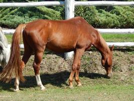 Horses grazing in a pasture in the paddock photo