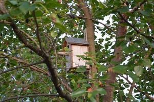 Birdhouse for birds is located on a green tree