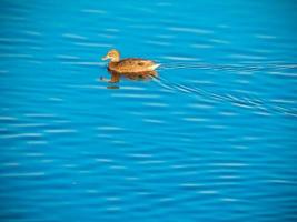 Ducks sit on the ice and swim in the river photo