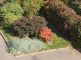 Autumn tree foliage texture photo