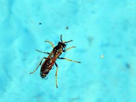 los insectos están nadando en la piscina foto