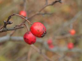 Texture of plants and nature of the autumn forest photo