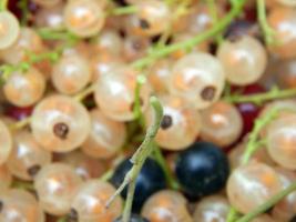 Berry currant harvesting photo