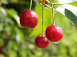 Fruits and vegetables eating in the garden photo