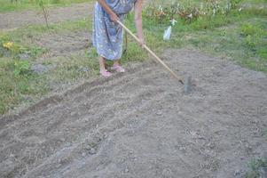 Arable land for planting siderates in the garden photo