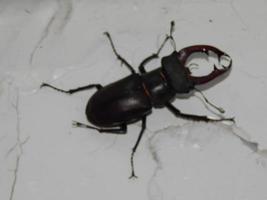 Large beetle stag beetle insects photo