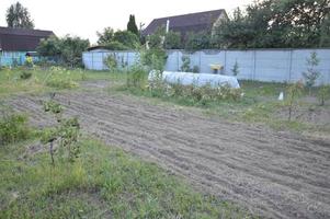 Arable land for planting siderates in the garden photo