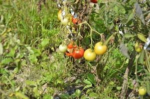 Ripe tomatoes ripened in the garden photo