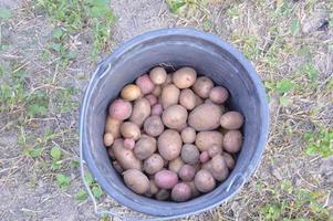 Harvesting summer potatoes for the winter photo