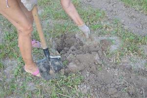 Mujer cava patatas con una pala en el jardín foto