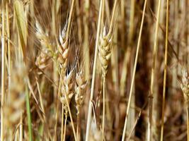 Wheat field texture of hay photo