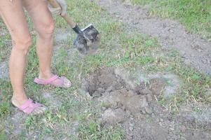Woman digs potatoes with a shovel in the garden photo