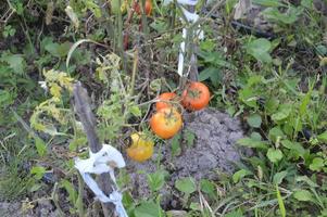 Ripe tomatoes ripened in the garden photo