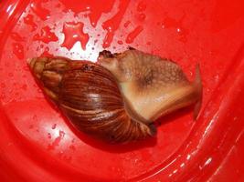 The breeding of large snails in the terrarium of the house photo