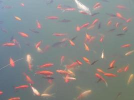 Fish swim in the water tank flock