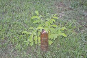 Protective mechanism from plastic bottles against moles for the garden and vegetable photo