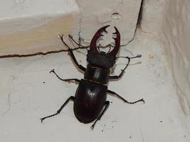 Large beetle stag beetle insects