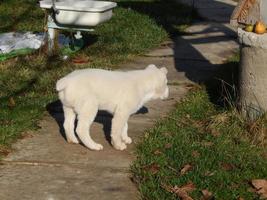 Alabai puppy dog in the yard photo