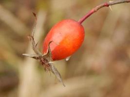 Texture of plants and nature of the autumn forest photo