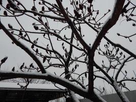 Textures of winter snow, trees and plants in frost photo