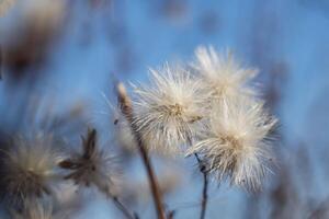 dried dandelions against the sky photo