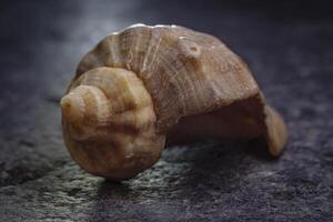 spiral shell of a sea mollusk. golden ratio photo