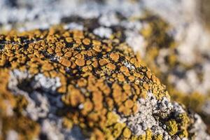 green lichen on the stones