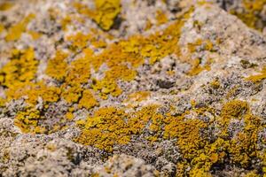 green lichen on the stones