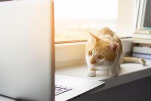 cat lies near the window with a laptop and looks at the monitor, the kitten uses the computer photo