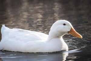 white duck swims in a pond, close-up photo