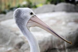 Australian pelicans head photo
