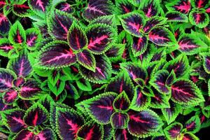 Leaf patterns dominated by green, purple and pink photo