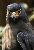 Retrato de un águila real en estado salvaje en un parque de conservación de animales foto