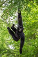 Gibbons are hanging on a tree.