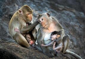 The family of monkeys in the wild.