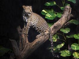 leopardo en un árbol en una atmósfera de bosque. foto