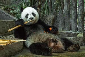Giant panda bear eating bamboo leaf.