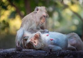 la familia de los monos en estado salvaje. foto