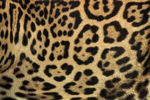 Colorful patterned jaguar skin for the background. photo