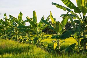 Banana trees planted photo