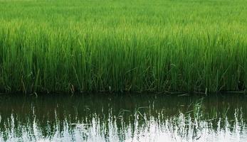 Medium-term growing rice fields photo