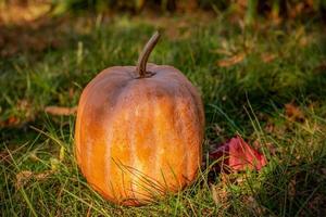 Pumpkin on the grass in autumn. Close up of halloween pumpkin on leaves in woods. photo