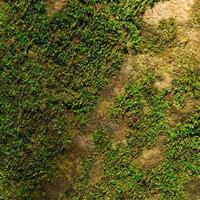 Many mosses stuck to the surface of a large rock. This image is used as a background. photo