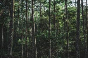 bosque profundo con muchos pinos en la naturaleza que es abundante foto