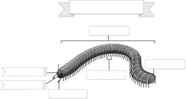 External Anatomy of  millipede worksheet vector