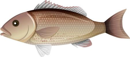 Mangrove Snapper or Gray snapper in cartoon style on white background vector