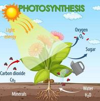 Diagram showing process of photosynthesis in plant vector